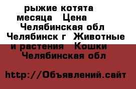 рыжие котята 1.5 месяца › Цена ­ 500 - Челябинская обл., Челябинск г. Животные и растения » Кошки   . Челябинская обл.